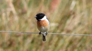 Goldcliff Birding 199 4K [upl. by Assela762]