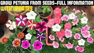 How To Grow Petunia From Seeds With Full Updates [upl. by Roban383]