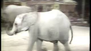 Special  1979  The Chipperfields Circus Special  The Elephant Act  With Host Robert Morley [upl. by Leahplar528]