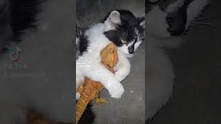 Cat Chat pogona Vred Agame barbu sauriens Reptile amour love XD [upl. by Edouard349]