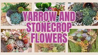 Yarrow and Stonecrop Flowers [upl. by Vinni]