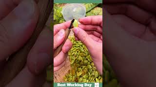 Best working day 1785 Saponaria rice seed cleaning process [upl. by Katharyn]