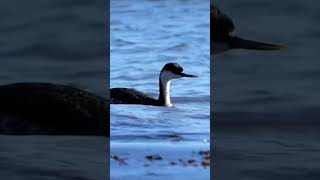 Western Grebe doing his job With aplomb birds [upl. by Attenol]