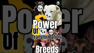 Power of transformations 💪Top 5 Dog Breeds for Beginners and Pros Alike DogBreeds DogReviews [upl. by Ueih391]