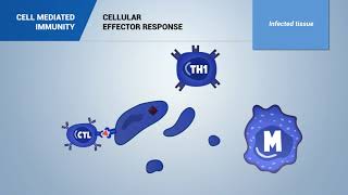 Cellular mediated immunity [upl. by Nnahsal410]