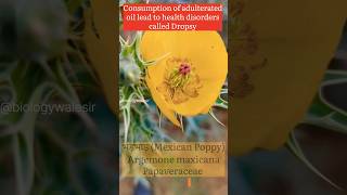 Argemone mexicana biologywalesir argemone papaveraceae poision dropsy swelling medicinal [upl. by Eaneg300]