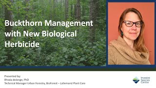 Buckthorn Management with New Biological Herbicide [upl. by Ennayram]