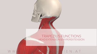 Trapezius Muscle Functions Head Extension amp Hyperextension [upl. by Aitnom]