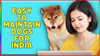 Low Maintenance Dogs For Busy Owners in Hindi [upl. by Areikahs967]