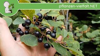 Faulbaum  Reife Früchte  030718 Rhamnus frangula  Bäume Früchte bestimmen [upl. by Cull]