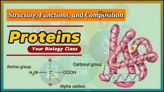 Functions of Proteins  Biology  Biochemistry [upl. by Bocock373]