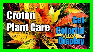 Croton Plant Care Outdoors and Indoor Croton Care Tips 5Step Blueprint [upl. by Ateuqram750]