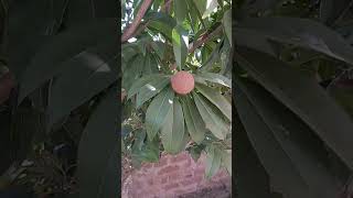 agriculture Sapodilla tree [upl. by Varian52]