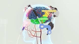 Neuro 3  Brain PBM Visualization Default Mode Network Stimulation [upl. by Joappa796]