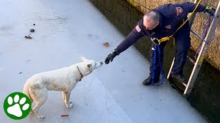 Firefighter climbs onto melting ice to save Husky [upl. by Naimerej]