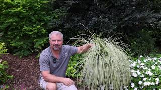 Platinum Beauty Lomandra Technical Grower Guide [upl. by Adlemi]