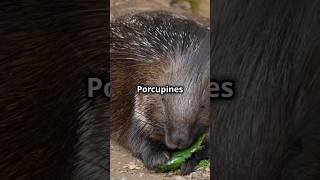 Behind the Spikes Fascinating Porcupine Facts nature animals [upl. by Lime]