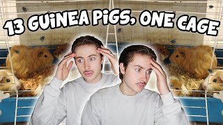 Rescuing 13 Guinea Pigs Living in ONE Cage 😨😱 [upl. by Azilanna]