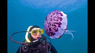 Documental La Medusa  Medusas de agua dulce [upl. by Lipp]