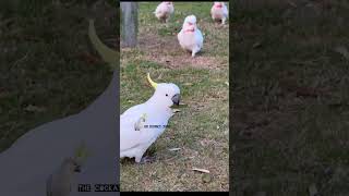 Hilarious Cockatoos Masters of Mischief and Fun birdcomedybirds cockatoolove cutebirds cute [upl. by Avril]