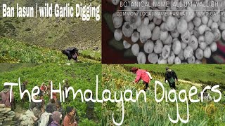 Allium WallichiiWild GarlicBan Lasun Digging in the Himalayas Himalayan lashun [upl. by Elnore580]