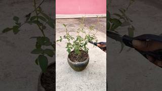 Rose plant pruningRose plant growing tips roseplantcare pruning garden plants shorts [upl. by Reifel896]