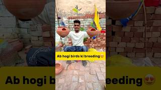 Ab hogi hmare🐣birds ki breeding😍 petlover minivlog pigeonvlogger pigeon budgiesfam parrot [upl. by Abra772]