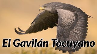 El Gavilán Tocuyano [upl. by Eseryt537]