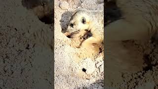 3 Amazing Facts About Meerkats  Discover the Secrets of These Fascinating Social Animals [upl. by Mailand]