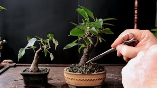 Keeping a Bonsai Tree Small Dec 2016 [upl. by Icat]