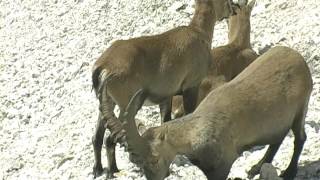 ALPSKI KOZOROG AVGUST Capra ibex Triglavski narodni park [upl. by Sackey]