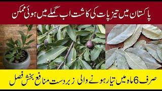 How to Grow Bay Leaf  Taiz Paat in Pakistan  TAIZPAAT Lgany ka mosam or Munasib Areas [upl. by Eineeuq4]