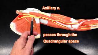 Nerves of the Upper Extremity [upl. by Asiret]