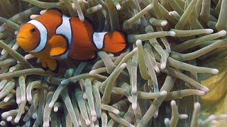 NeverBeforeSeen Footage of Clownfish Hatching [upl. by Nava395]