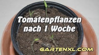 Tomaten Aussaat mit Tomatensamen [upl. by Yrahcaz532]