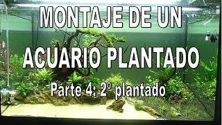 Evolucion de un acuario plantado parte 4 2º Plantado [upl. by Bradford]