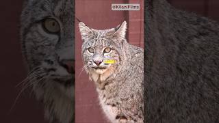 Amazing Bobcat Facts [upl. by Ceciley]