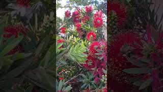 the red bottlebrush plantshrub [upl. by Riobard]