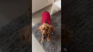 My cocker spaniel barking over winter jacket cockerspaniel dogdress dogbarking barking [upl. by Irahcaz]