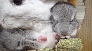 Newborn Chinchilla Eats Hay for the First Time [upl. by Zealand366]