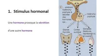 ENDOCRINOLOGIE Contrôle du système endocrinien [upl. by Stultz]