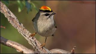 Goldencrowned kinglet Sounds [upl. by Ahtiek]