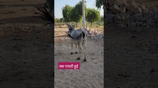 जय गौमाताyoutubeshorts subscribegaushalacow gausevagaumata viralshortsbhagwatkatha animals [upl. by Hengel]