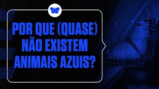 Por que quase não existem animais azuis [upl. by Ycal]