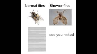 Normal flies vs Shower flies viral shorts memes [upl. by Bergeron]