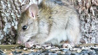 Tree Rat Imitates Squirrel [upl. by Ellon205]