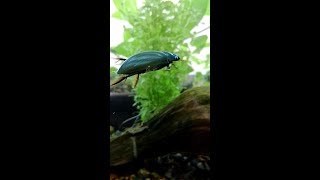 ガムシ【Hydrophilus acuminatus】 shorts [upl. by Favin541]