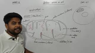 अध्याय8 कोशिका संरचना एवं कार्य भाग 6 कक्षा 11 जीवविज्ञान  chapter 8 cell structure [upl. by Harvey15]