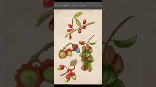 Drawing the fruits of laurels art botanicalillustration natureinspiration [upl. by Sukey]