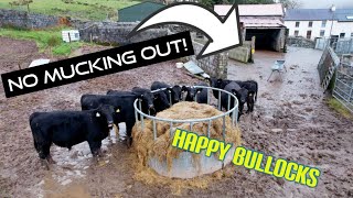 Wintering bullocks without Mucking out no slatted unit [upl. by Galligan]